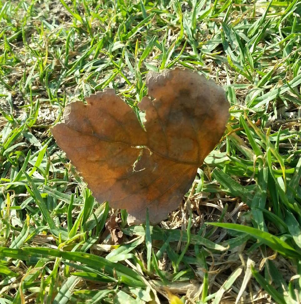 Leaf heart shape2